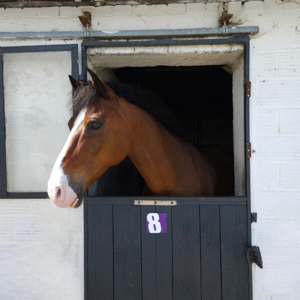 Plaques numéro de box et paddock
