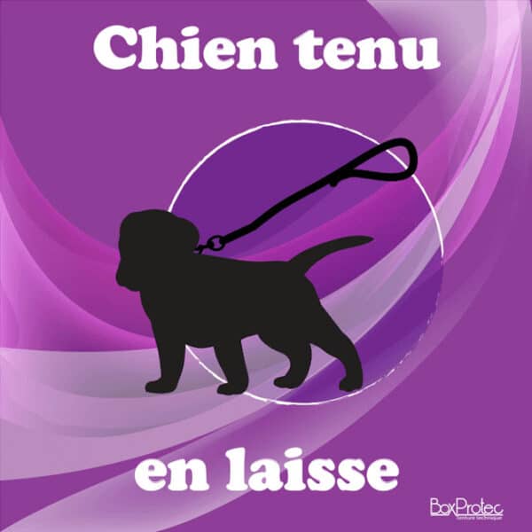 Panneau "Chien tenu en laisse" - Violet