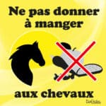 Panneau "Ne pas donner à manger aux chevaux" - Jaune