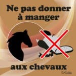 Panneau "Ne pas donner à manger aux chevaux" - Marron
