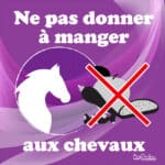 Panneau "Ne pas donner à manger aux chevaux" - Violet