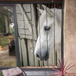 Moustiquaire de porte à personnaliser 150cm de large