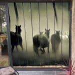 Moustiquaire de porte personnalisable - 200 cm