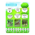 Panneaux pédagogiques animaux de la ferme - canard