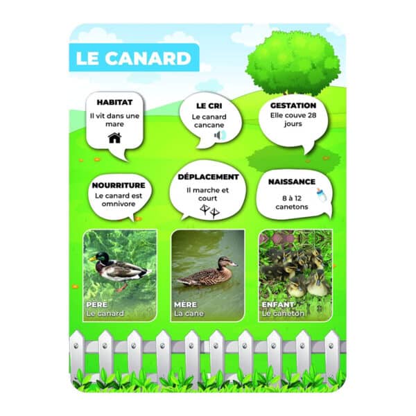 Panneaux pédagogiques animaux de la ferme - canard Panneaux pédagogiques animaux de la ferme - canard