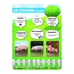 Panneaux pédagogiques animaux de la ferme - cochon