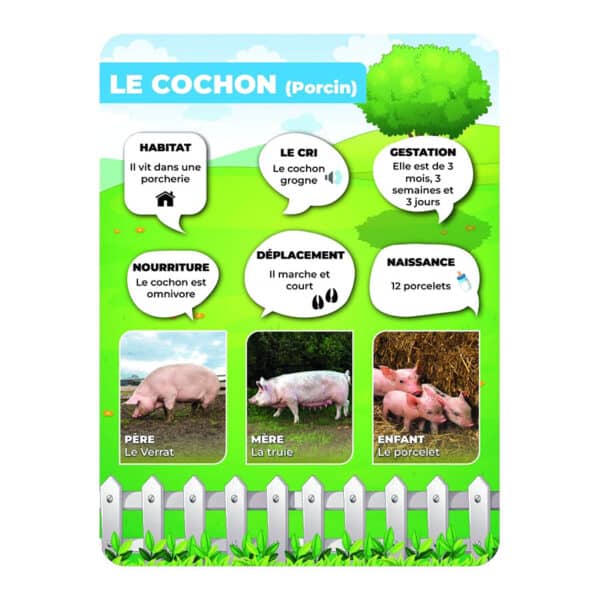 Panneaux pédagogiques animaux de la ferme - cochon Panneaux pédagogiques animaux de la ferme - cochon