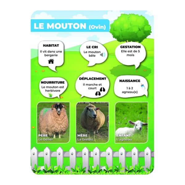 Panneaux pédagogiques animaux de la ferme - mouton