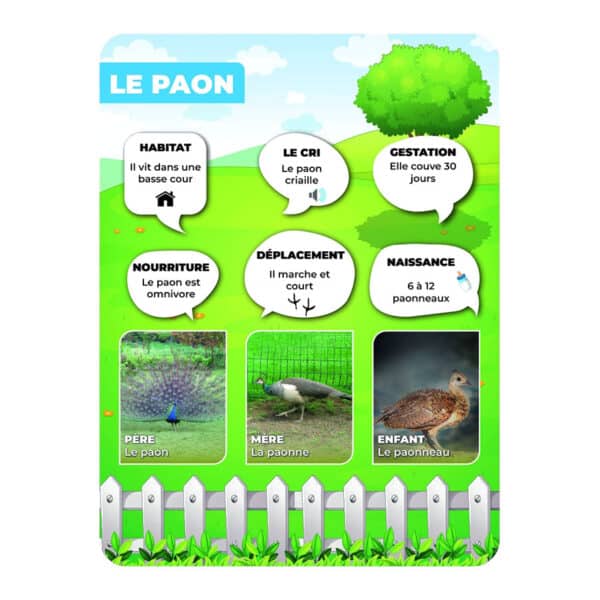 Panneaux pédagogiques animaux de la ferme - paon