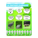 Panneaux pédagogiques animaux de la ferme - pintade
