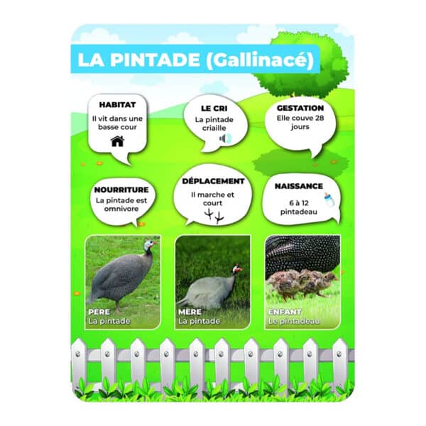 Panneaux pédagogiques animaux de la ferme - pintade