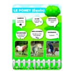Panneaux pédagogiques animaux de la ferme - poney