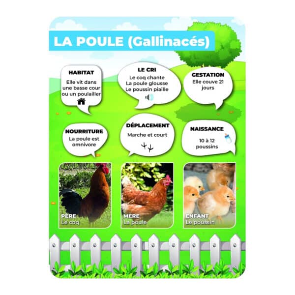 Panneaux pédagogiques animaux de la ferme - poule Panneaux pédagogiques animaux de la ferme - poule