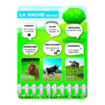 Panneaux pédagogiques animaux de la ferme - vache