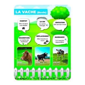 Panneaux pédagogiques animaux de la ferme - vache