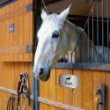 plaque au nom de votre cheval pour box